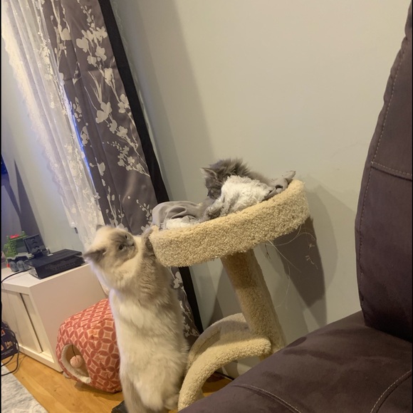 🌺 - Picture 4 of 5